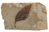 Fossil Leaf Plate (Trochodendron sp) - McAbee Fossil Beds, BC #220693-1
